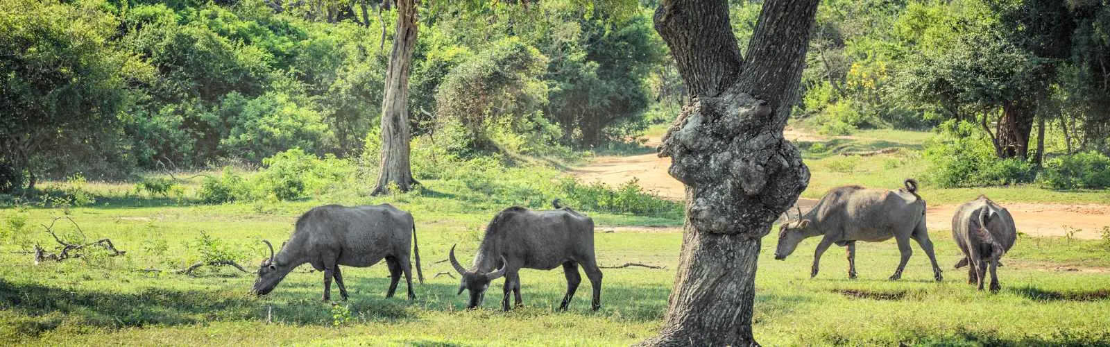 Yala National Park